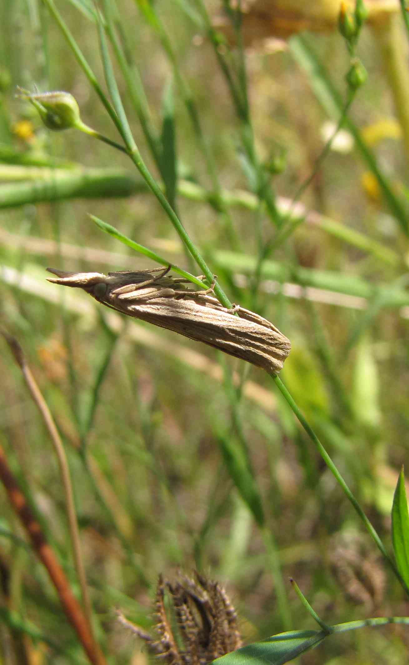 falena di profilo - Ematheudes cf. punctella